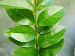 برگ نو (برگ ریز)